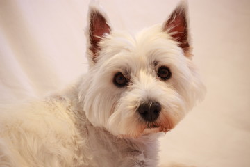 westie