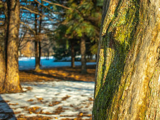 Tree pattern with blurry background on a winter sunny day