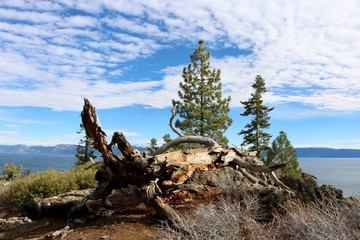 Withered Tree Lake Tahoe