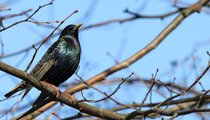 starling on the branch