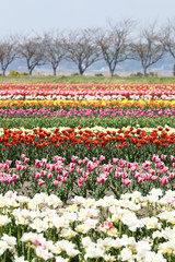 チューリップ畑
