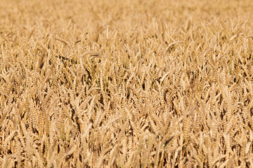  A field of grain as a background