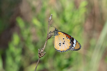 Danaidae / Sultan / / Danaus chrysippus