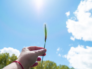 A person with a spike in his hand in spring