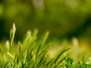 Green grass in spring with bokeh background