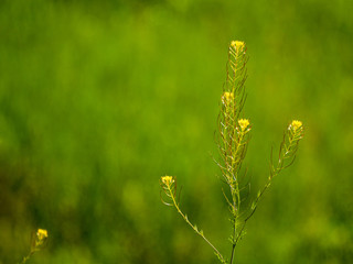 Yellow flowers in spring with bokeh background