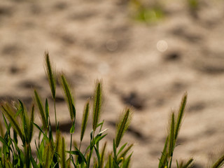 Obraz premium Green grass in spring with bokeh background