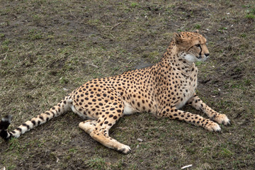 gepard © Henryk Olszewski