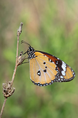 Danaidae / Sultan / / Danaus chrysippus