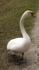 swan walking in park on pedestrian way