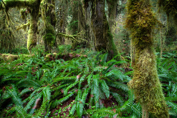 Fototapeta premium Olympic National Park, WA, USA. 