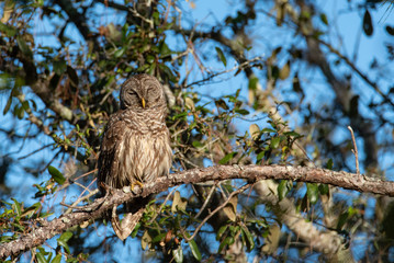 Barred Owl (Strix varia) basking in the morning sun