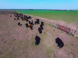 Steers fed with natural grass, Pampas, Argentina