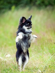 Beautiful Chihuahua dog playin  in a grass field