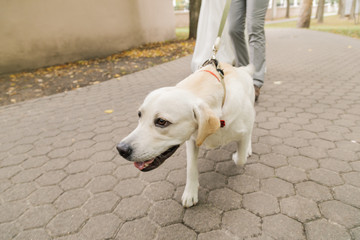 Owner and labrador retriever dog walking in the city.