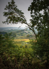 Obraz na płótnie Canvas Country landscape, green, trees, Langa