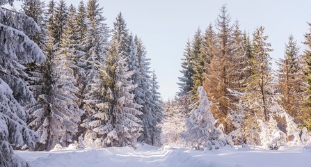 wide scene of snow mountain woods with pine trees. snowy fir tree forest. winter nature landscape.