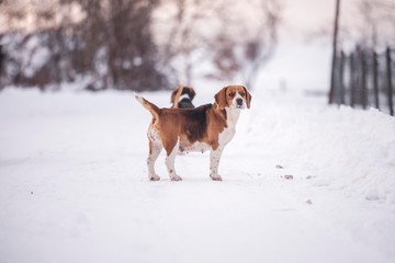 beagle harrier dog portrait