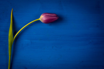 une tulipe violette posée sur une planche bleue
