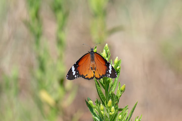 Danaidae / Sultan / / Danaus chrysippus