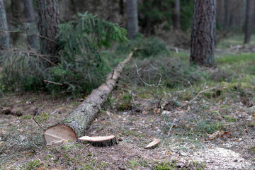 Cut down coniferous tree. Trunk and log of a tree.