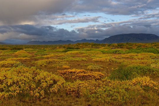 herbstliche Landschaft bei Pingvellir, Island