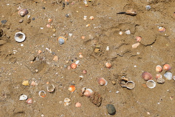 background sea shells sandy beach
