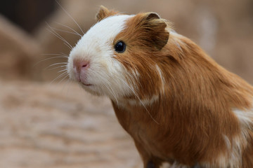 Close up head shot of a guinea pig