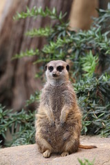 erdhörnchen