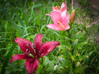 Fototapeta premium Spring flowers beautiful colorful natural tulips in a garden in the soil.