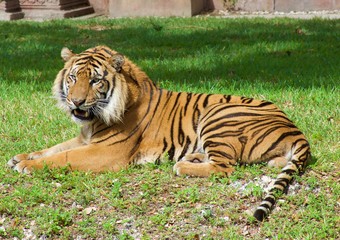 Go get them Tiger
