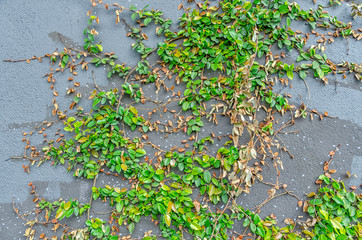 Grey wall with creeping green vine..