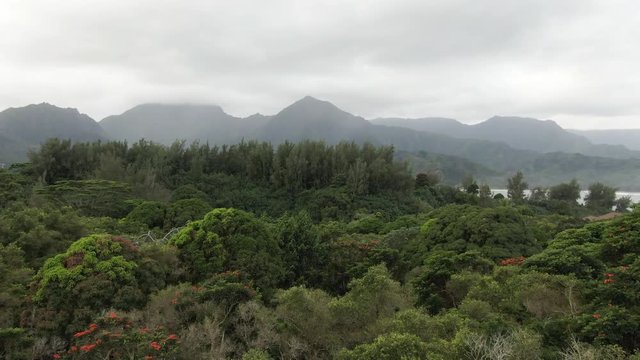 Aerial, looking over a forest in Hanalei Bay, Hawaii