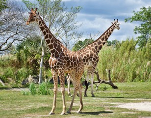 Giraffe Couple