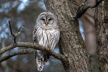 Barred Owl