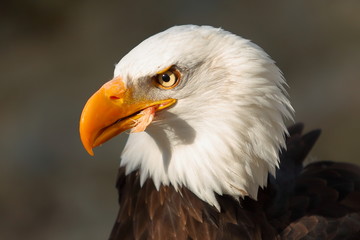 águila real