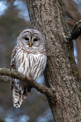 Barred Owl