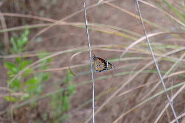 Danaidae / Sultan / / Danaus chrysippus