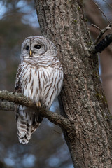 Barred Owl