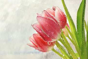 Spring tulips on a blurred light bokeh background, drops on flower buds create a wonderful mood;