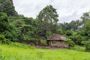 Fototapeta na wymiar Abandoned home in the jungle of Ubud, Bali.