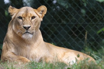 löwin