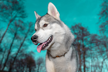 Sibirischer Huskie