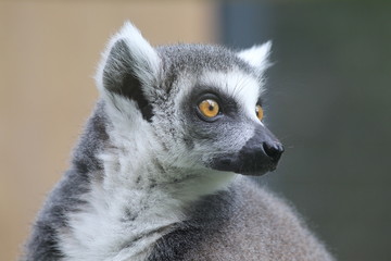 katta