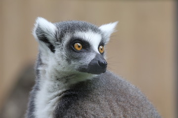 katta