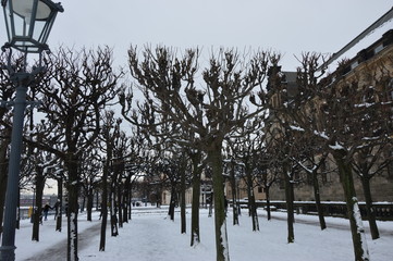 NA  SZLAKU SAKSONSKIM - DREZNO PARK © jaceka
