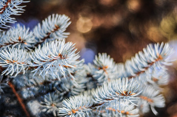 Naklejka na ściany i meble Blue spruce needles. Fir tree twigs macro photo. Natural background