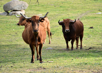 toros en el campo