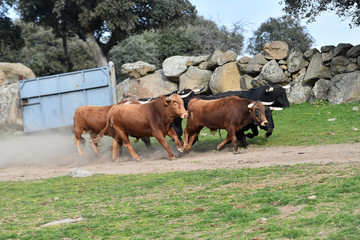 bull in spain