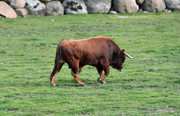 toros en el campo